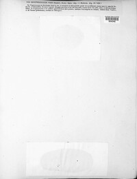 Cryptococcus vini image
